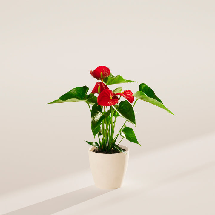 Flamingo Flower