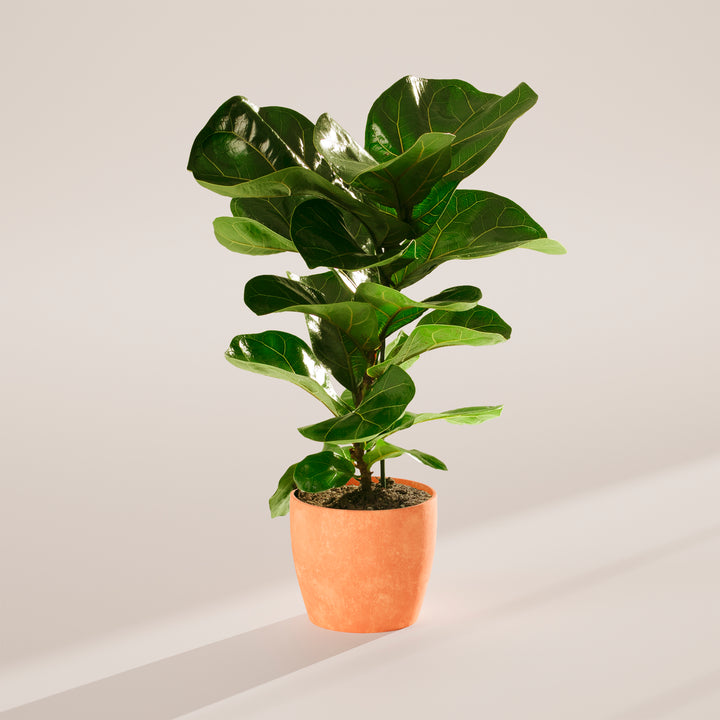 Fiddle Leaf Fig Tree (Ficus Lyrata)