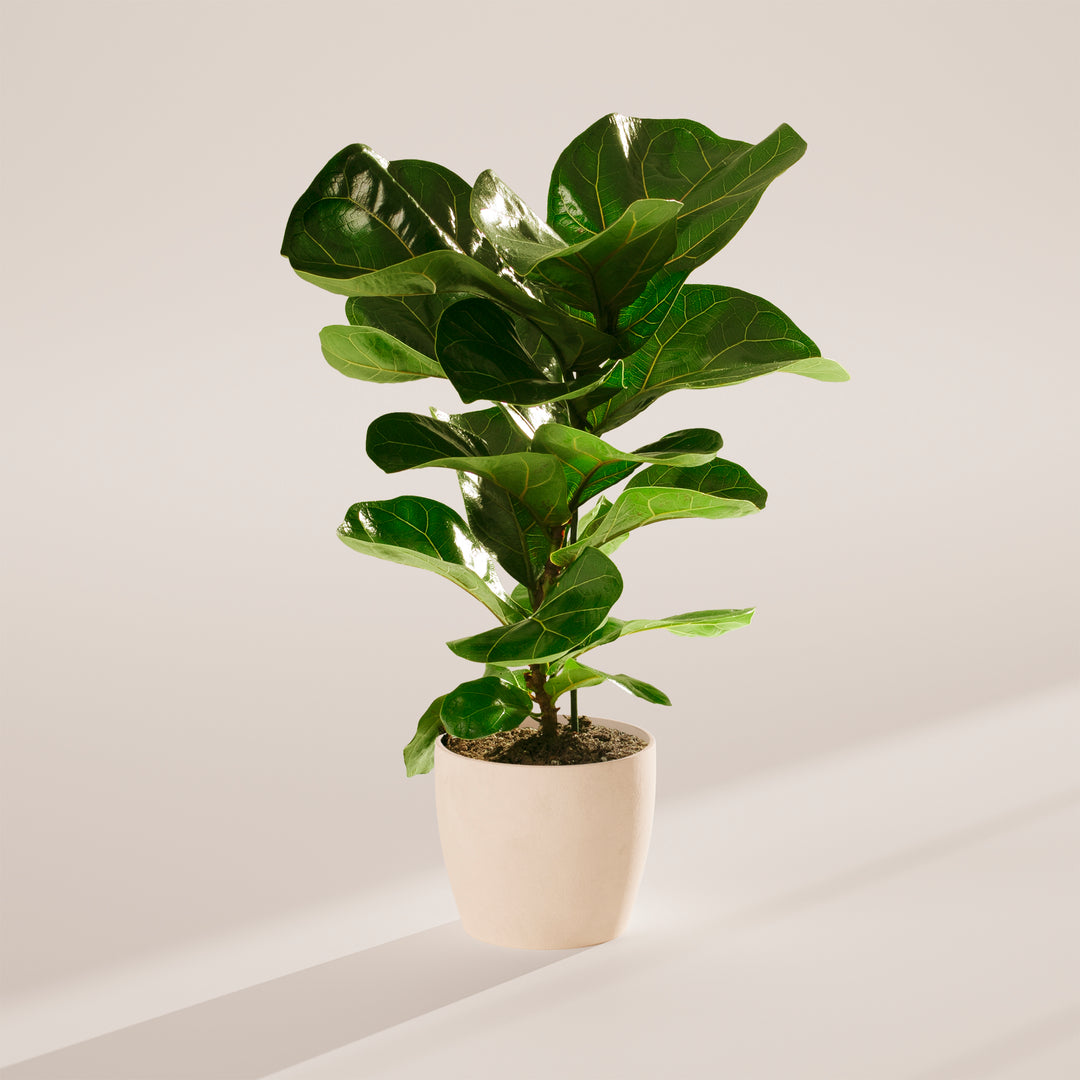 Fiddle Leaf Fig Tree (Ficus Lyrata)