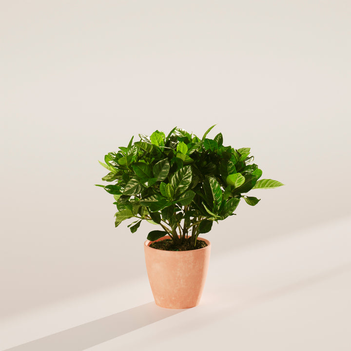 Gardenia Veitchii (Everblooming Gardenia)