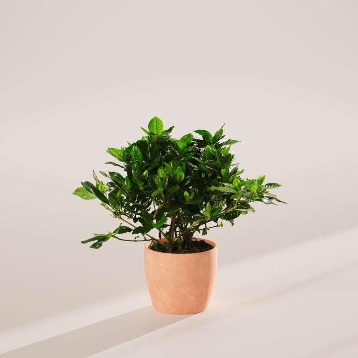 Gardenia Veitchii (Everblooming Gardenia)