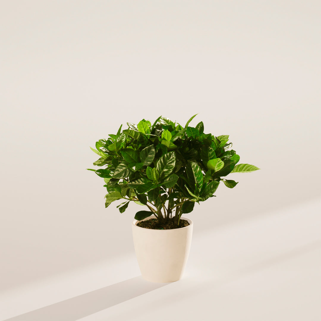 Gardenia Veitchii (Everblooming Gardenia)