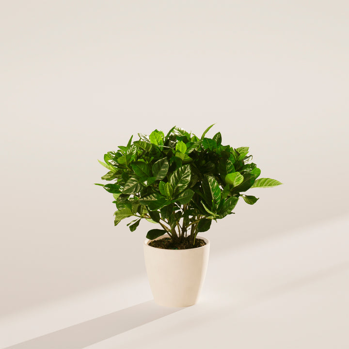 Gardenia Veitchii (Everblooming Gardenia)