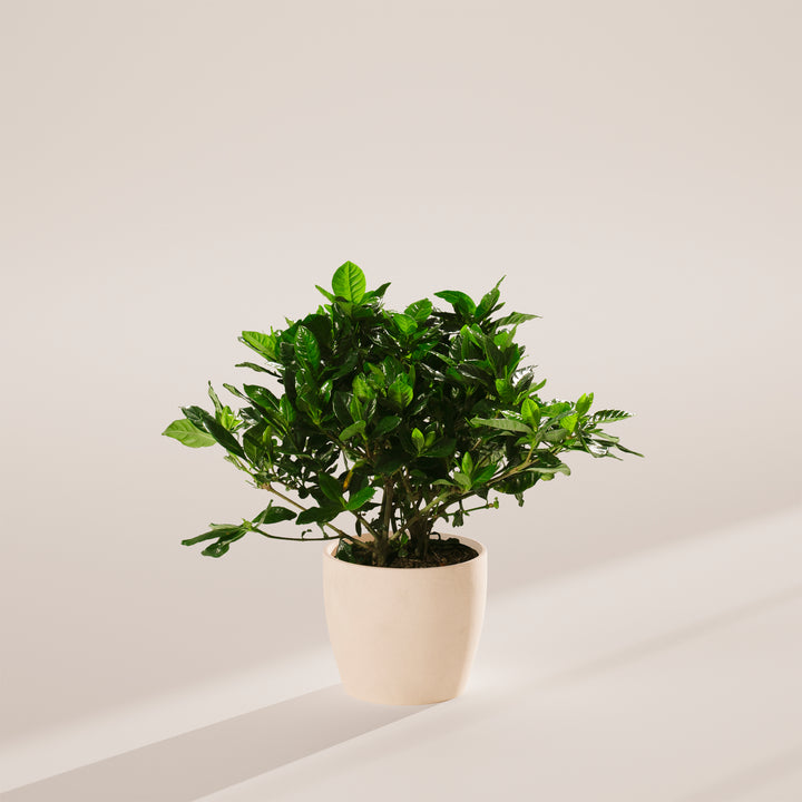 Gardenia Veitchii (Everblooming Gardenia)