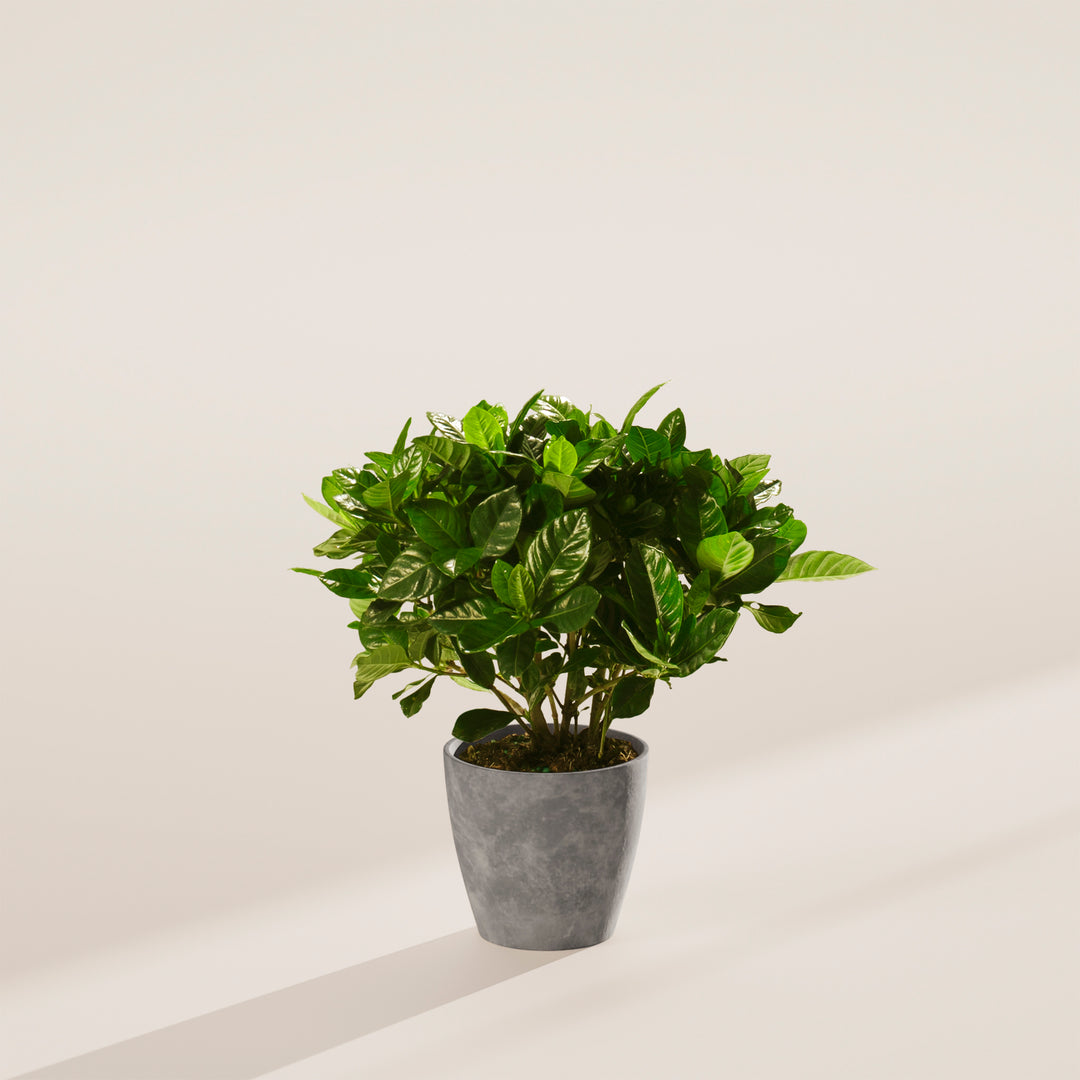 Gardenia Veitchii (Everblooming Gardenia)