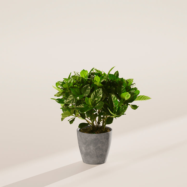 Gardenia Veitchii (Everblooming Gardenia)