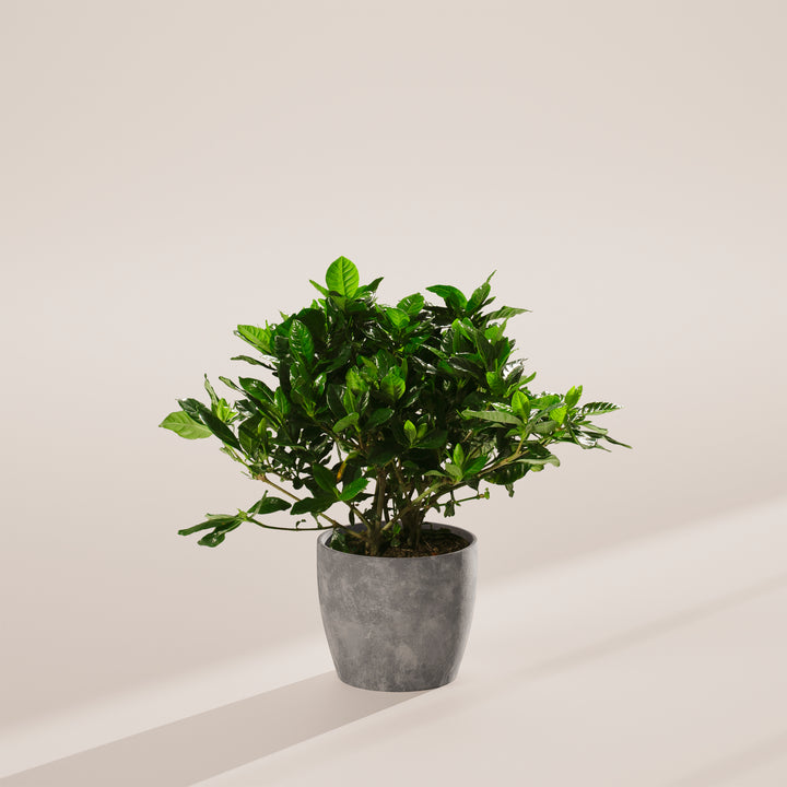 Gardenia Veitchii (Everblooming Gardenia)