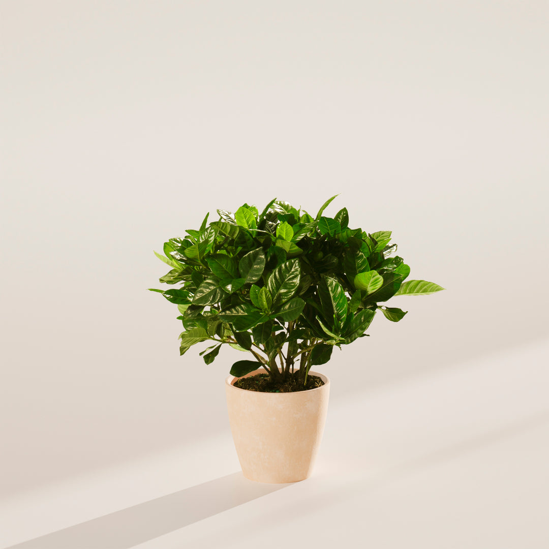 Gardenia Veitchii (Everblooming Gardenia)