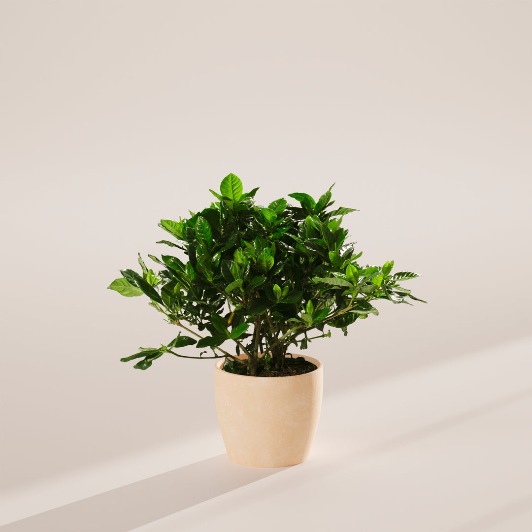 Gardenia Veitchii (Everblooming Gardenia)