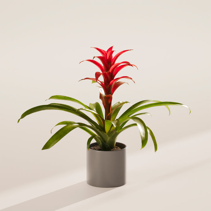 Bromeliad Guzmania