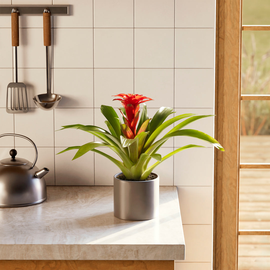 Bromeliad Guzmania
