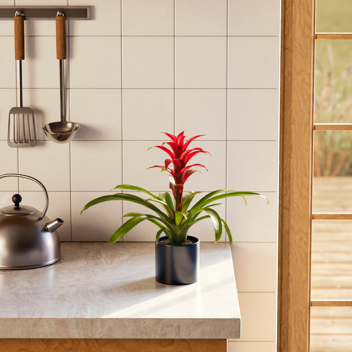 Bromeliad Guzmania
