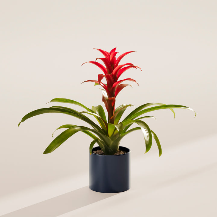 Bromeliad Guzmania