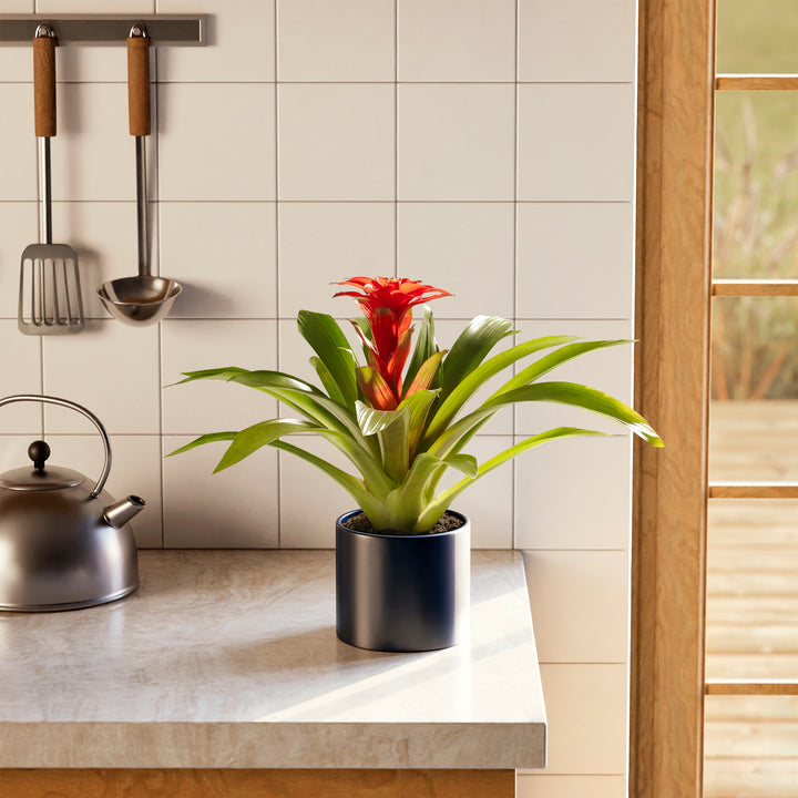 Bromeliad Guzmania