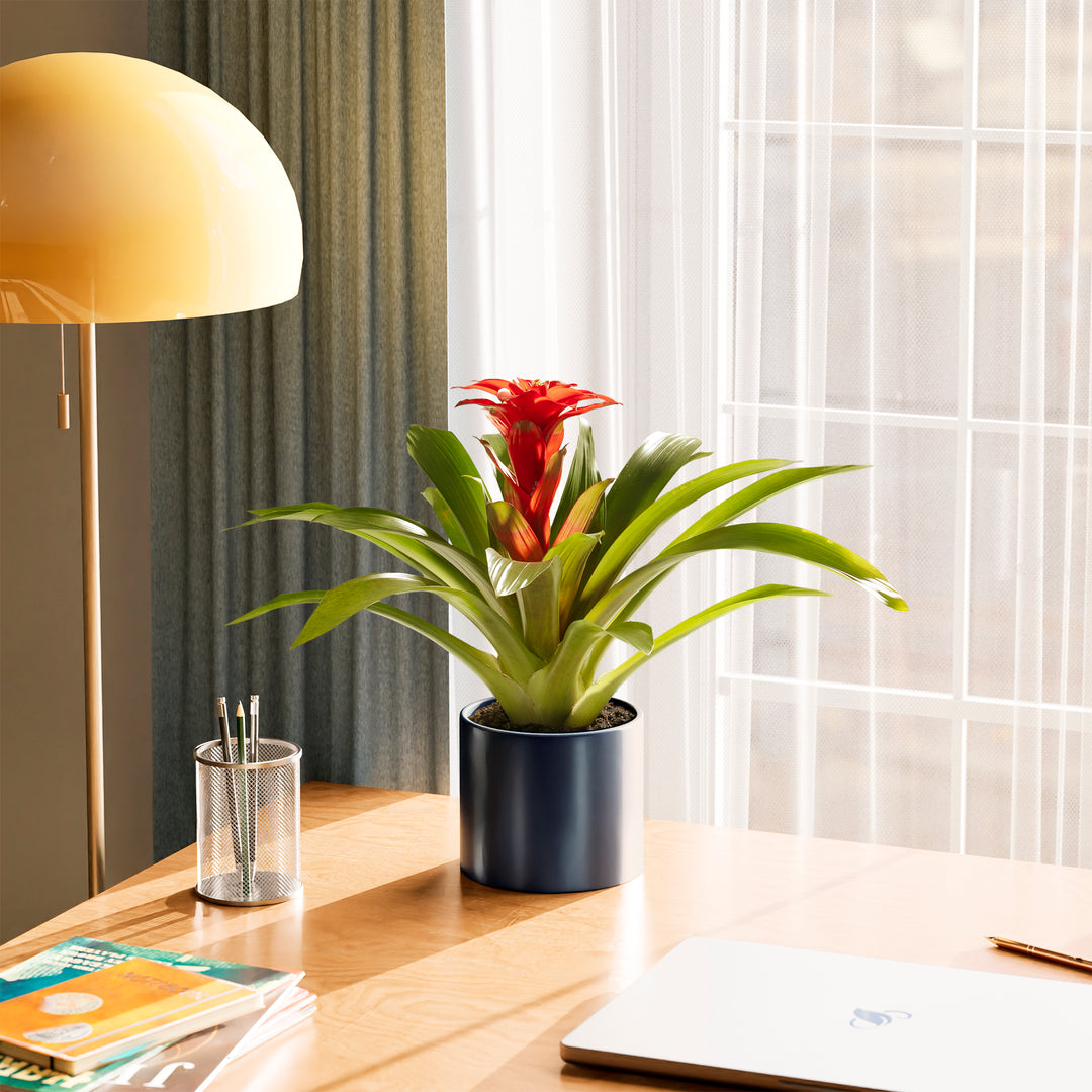 Bromeliad Guzmania
