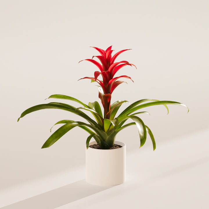 Bromeliad Guzmania