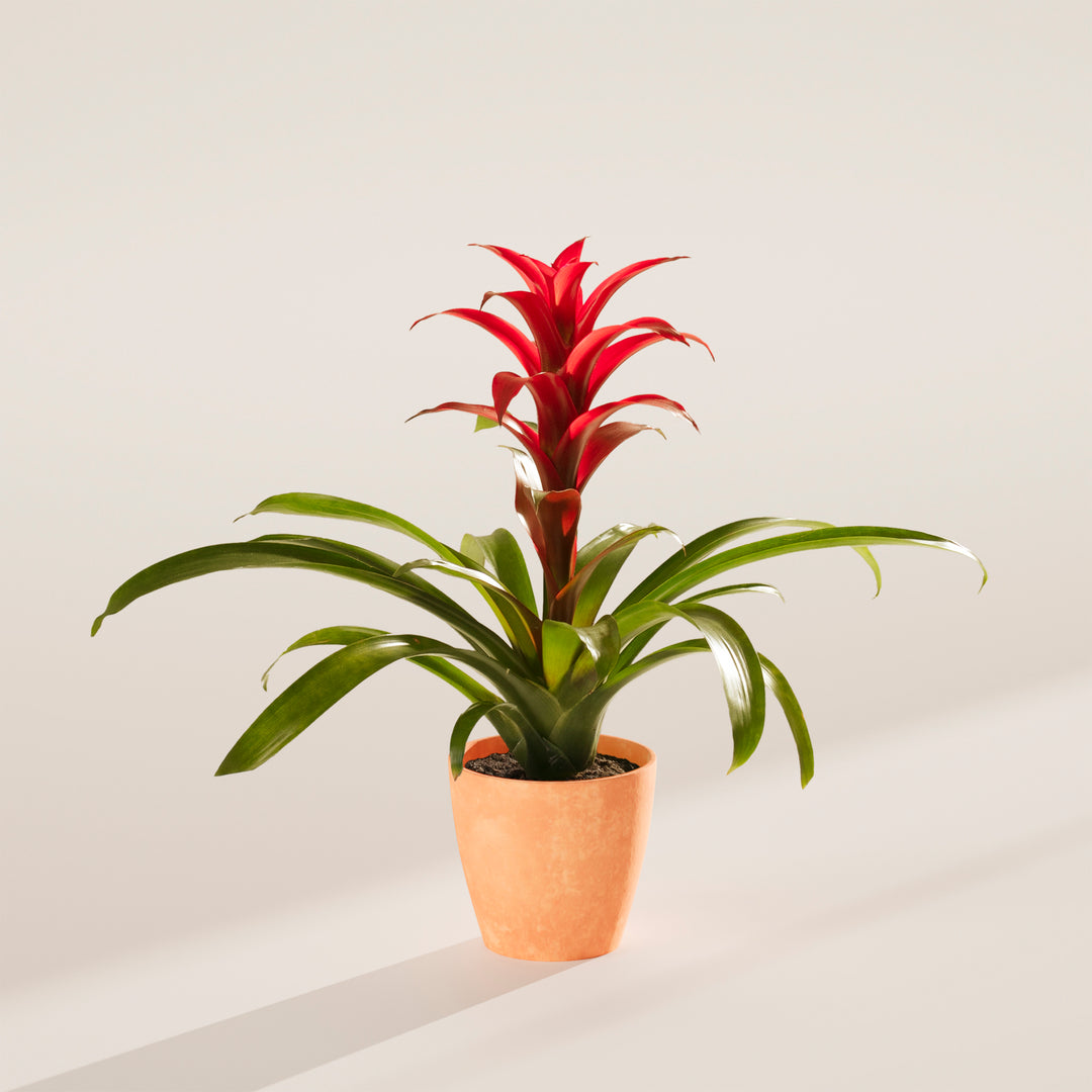 Bromeliad Guzmania