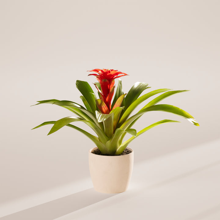 Bromeliad Guzmania