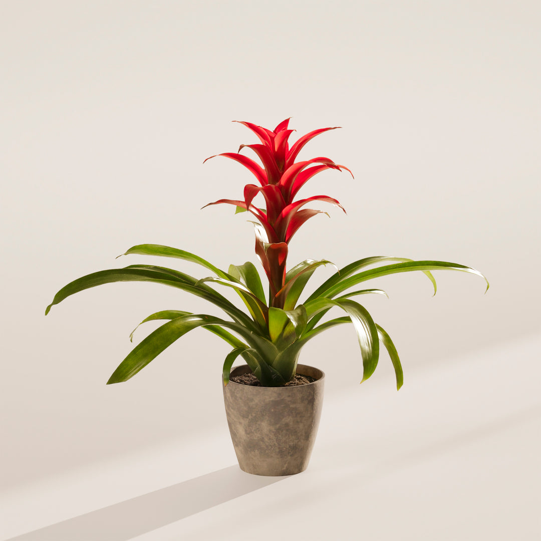 Bromeliad Guzmania