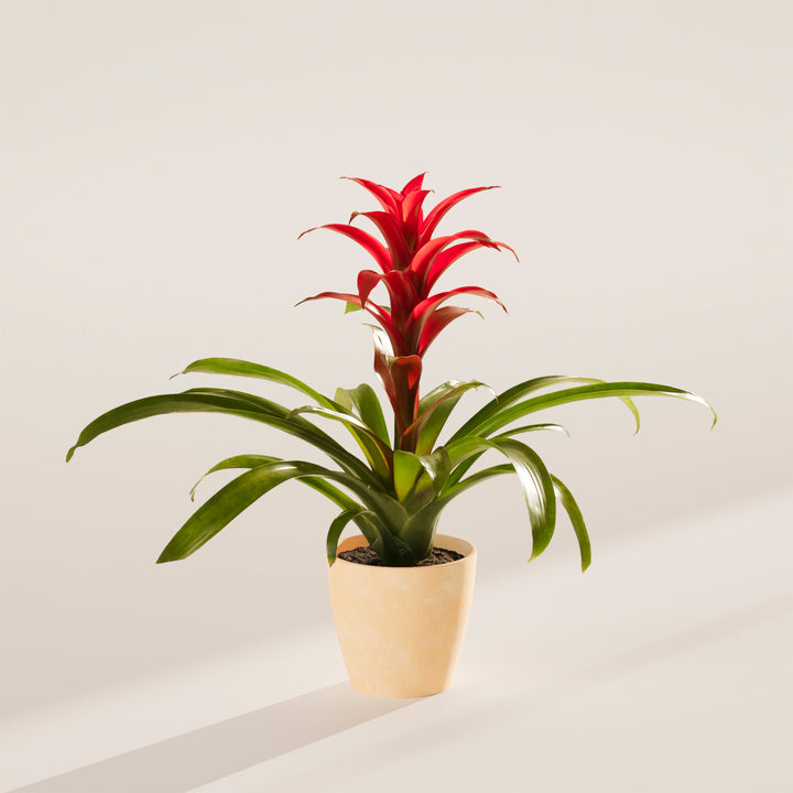 Bromeliad Guzmania