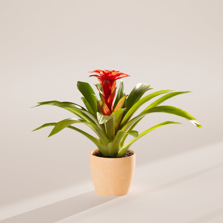 Bromeliad Guzmania