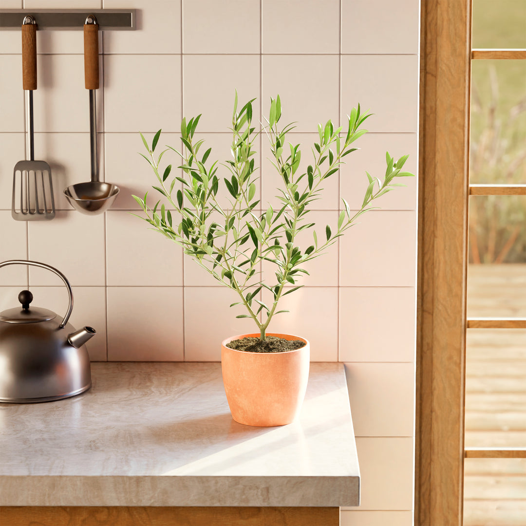 Medium-sized Olive Tree in a tapered terracotta-colored pot sitting on a light-colored kitchen countertop, positioned in front of a white tiled backsplash and next to a stainless steel kettle.