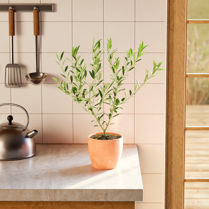 Medium-sized Olive Tree in a tapered terracotta-colored pot sitting on a light-colored kitchen countertop, positioned in front of a white tiled backsplash and next to a stainless steel kettle.