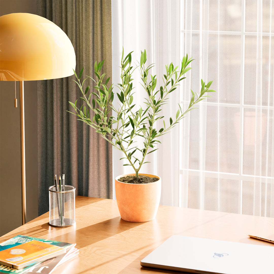 Home office desk with a potted indoor olive tree, lamp, and books.