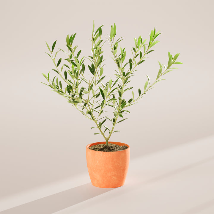 Medium-sized Olive Tree with slender, woody stems and silvery-green leaves, housed in a tapered terracotta-colored pot, centered against a minimalist beige background with a soft shadow.
