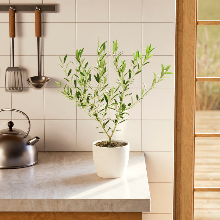 Potted plant on a kitchen counter with tiled wall and utensils in the background.