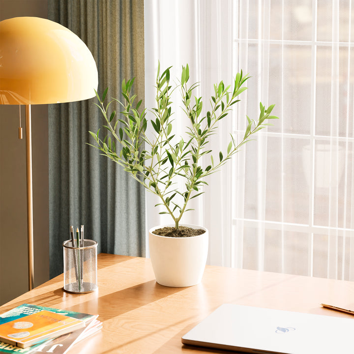 Potted olive tree on a desk with a lamp and books in a bright room.