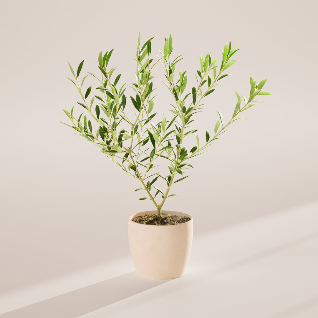 Medium-sized Indoor Olive Tree with slender, woody stems and silvery-green leaves, housed in a tapered cream-colored pot, centered against a minimalist beige background with a soft shadow.