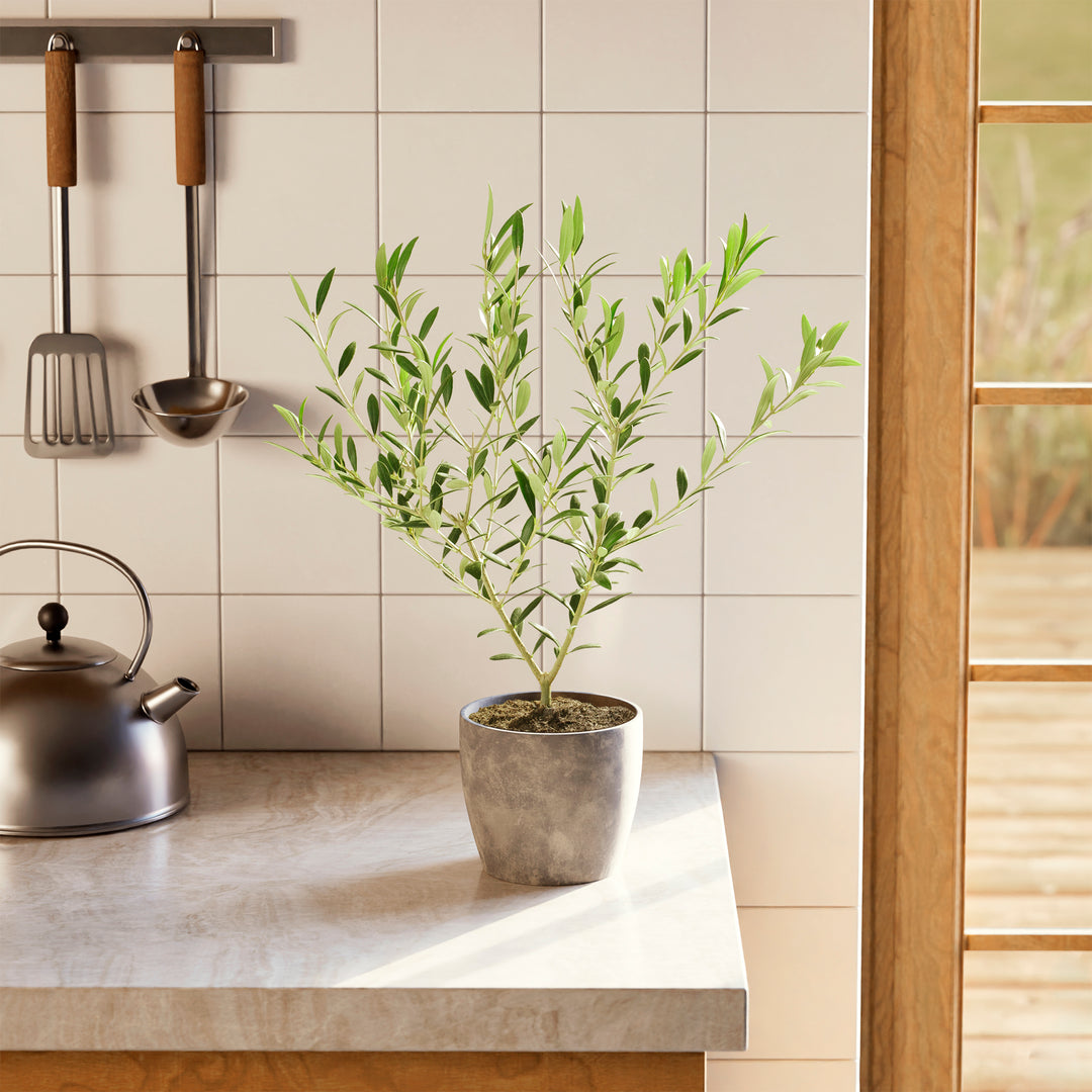 Medium-sized Indoor Olive Tree in a tapered concrete-textured grey pot sitting on a light-colored kitchen countertop, positioned in front of a white tiled backsplash and next to a stainless steel kettle.