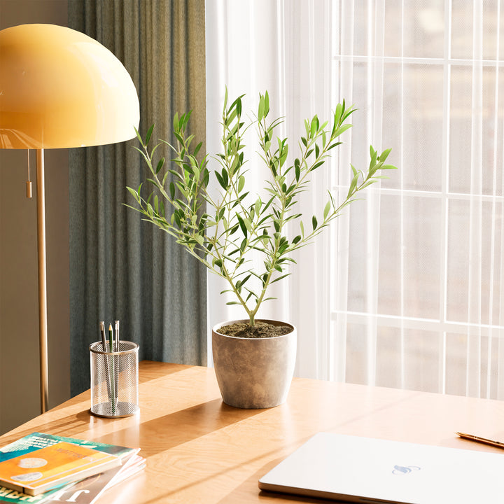 Medium-sized Olive Tree in a tapered concrete-textured grey pot sitting on a light wood desk in a sunlit home office, positioned next to a yellow dome lamp and a window with sheer white curtains.
