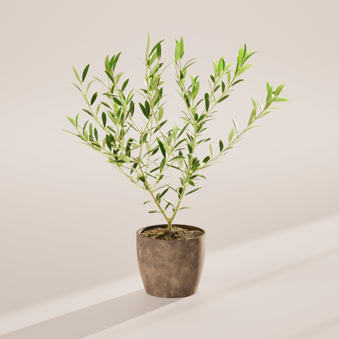 Medium-sized Indoor Olive Tree with slender, woody stems and silvery-green leaves, housed in a tapered concrete-textured grey pot, centered against a minimalist beige background with a soft shadow.