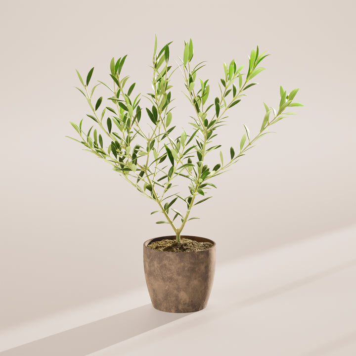 Medium-sized Indoor Olive Tree with slender, woody stems and silvery-green leaves, housed in a tapered concrete-textured grey pot, centered against a minimalist beige background with a soft shadow.