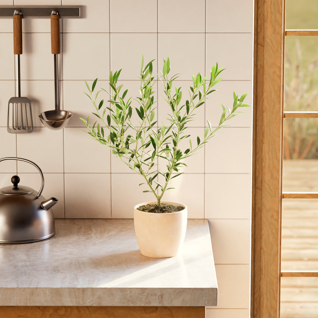 Medium-sized Olive Tree in a tapered cream-colored pot sitting on a light-colored kitchen countertop, positioned in front of a white tiled backsplash and next to a stainless steel kettle.