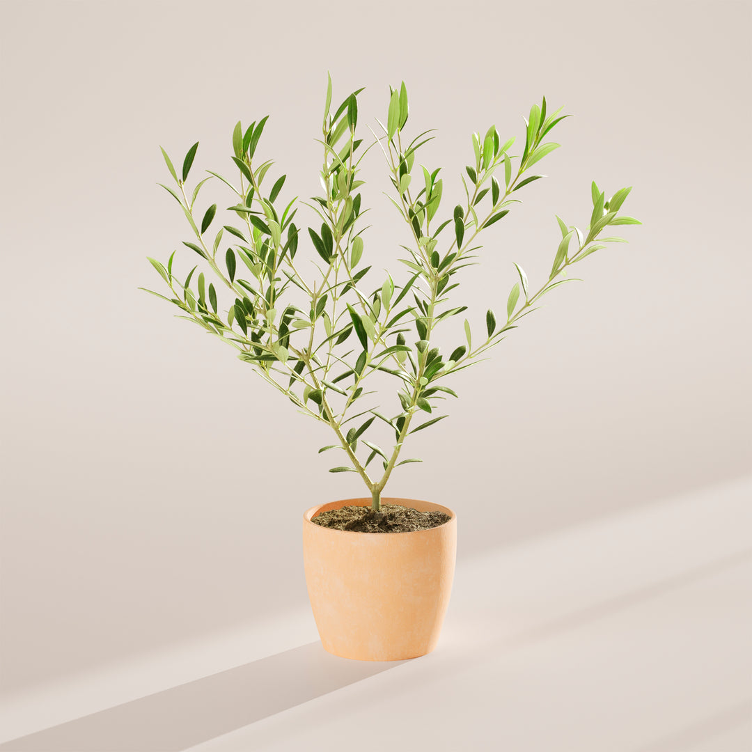 Medium-sized Indoor Olive Tree with slender, woody stems and silvery-green leaves, housed in a tapered cream-colored pot, centered against a minimalist beige background with a soft shadow.