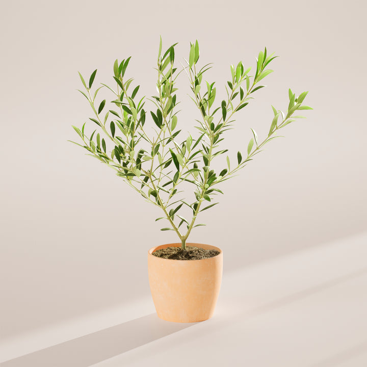 Medium-sized Indoor Olive Tree with slender, woody stems and silvery-green leaves, housed in a tapered cream-colored pot, centered against a minimalist beige background with a soft shadow.