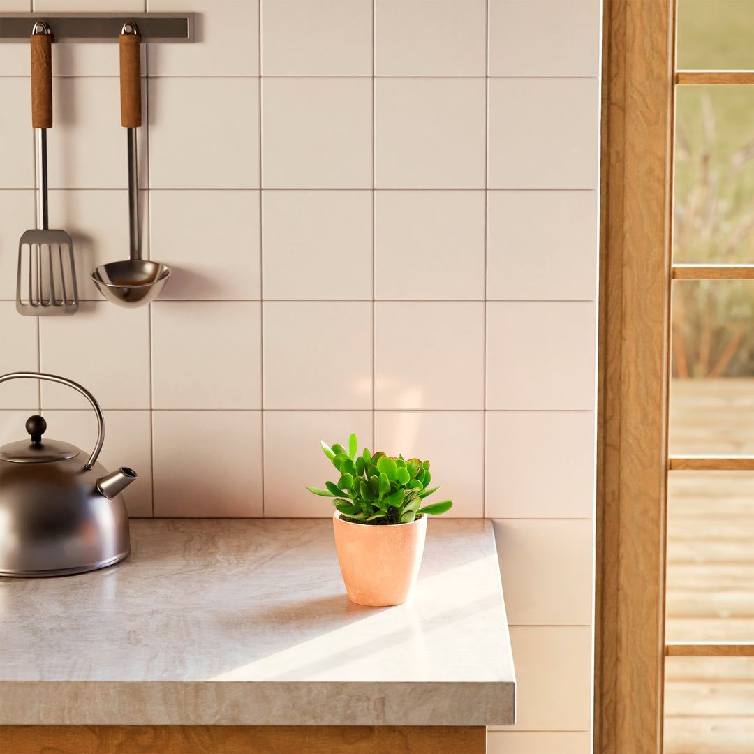 Jade Plant (Crassula ovata) in a terracotta pink eco pot on a modern kitchen countertop with white tile backsplash and steel kettle