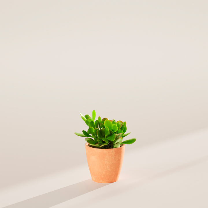 Small Jade Plant (Crassula ovata) in a terracotta eco pot with dramatic natural shadow on a warm neutral studio background