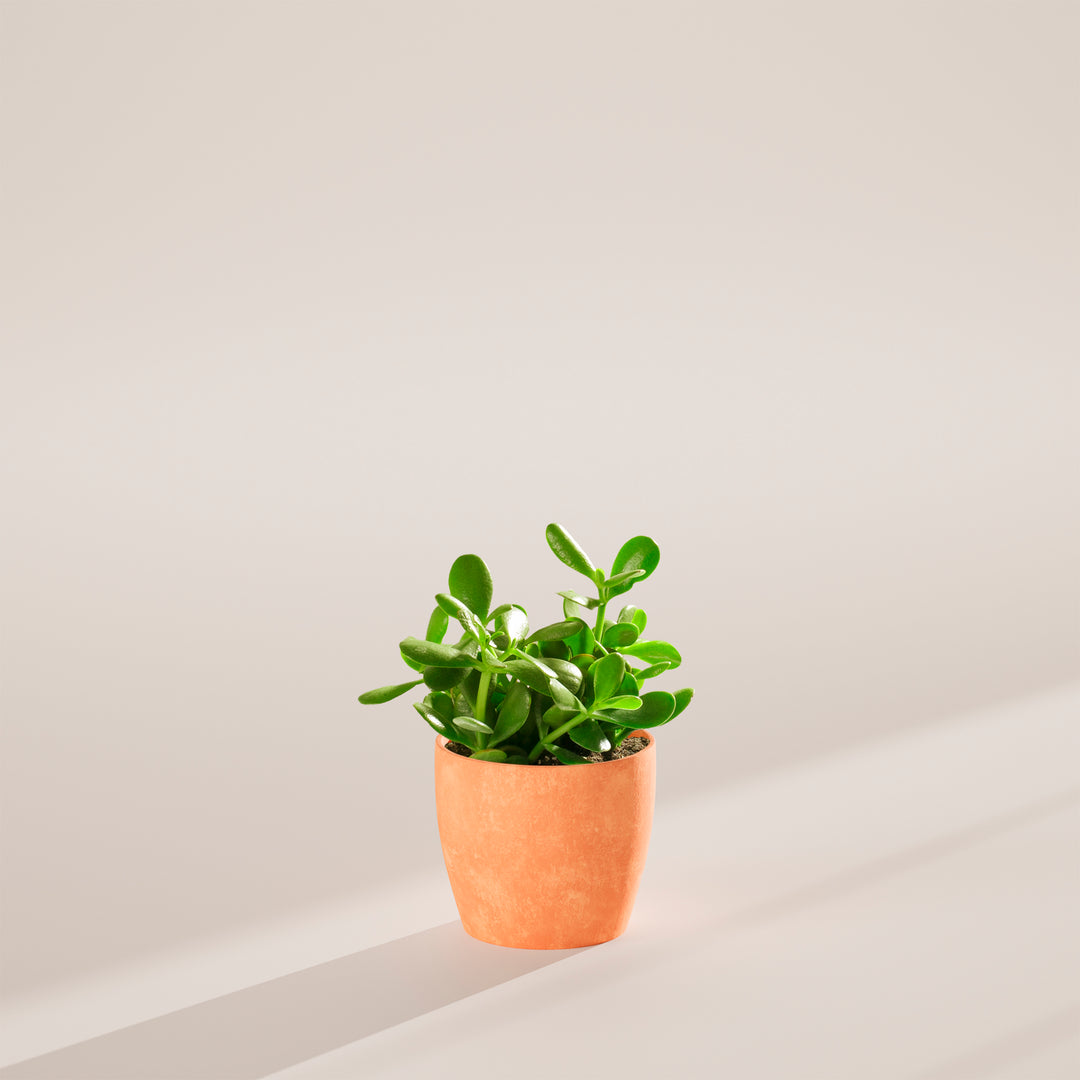 Jade Plant