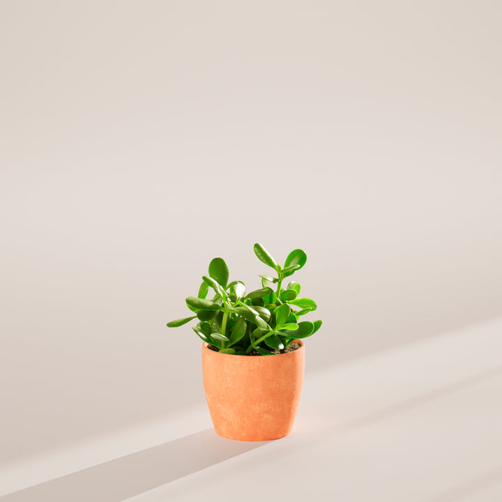 Jade Plant