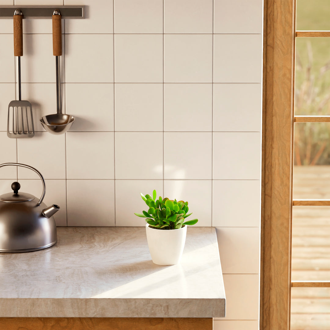 Jade Plant (Crassula ovata) in a white eco pot on a modern kitchen countertop with white tile backsplash and steel kettle