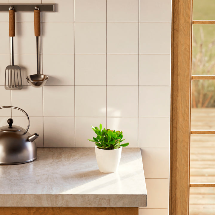 Jade Plant (Crassula ovata) in a white eco pot on a modern kitchen countertop with white tile backsplash and steel kettle
