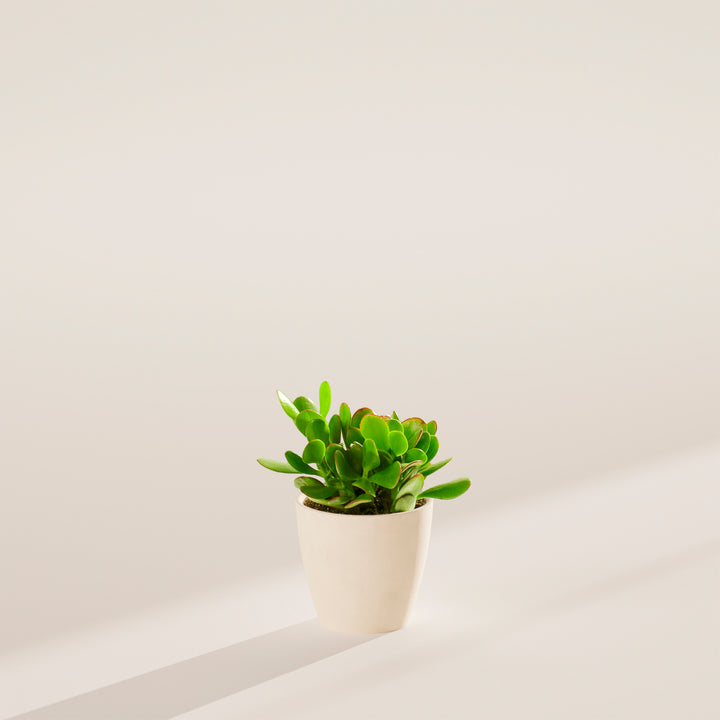 Jade Plant