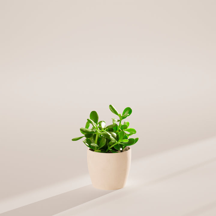 Jade Plant