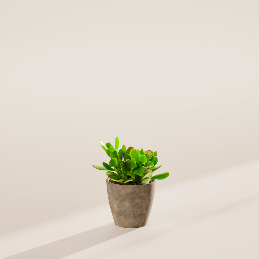 Jade Plant
