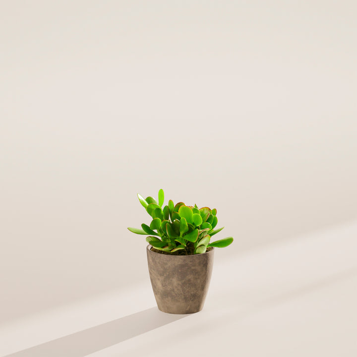 Jade Plant