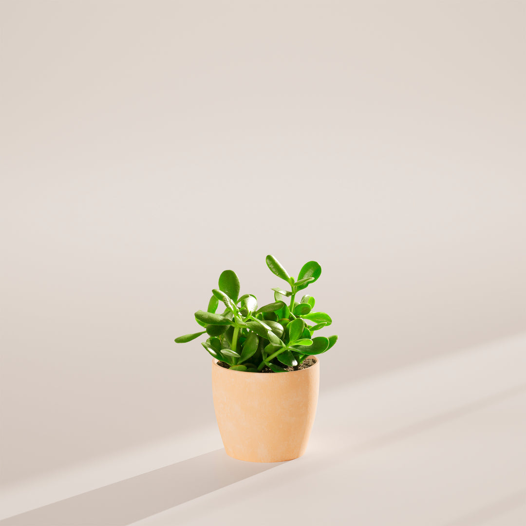 Jade Plant